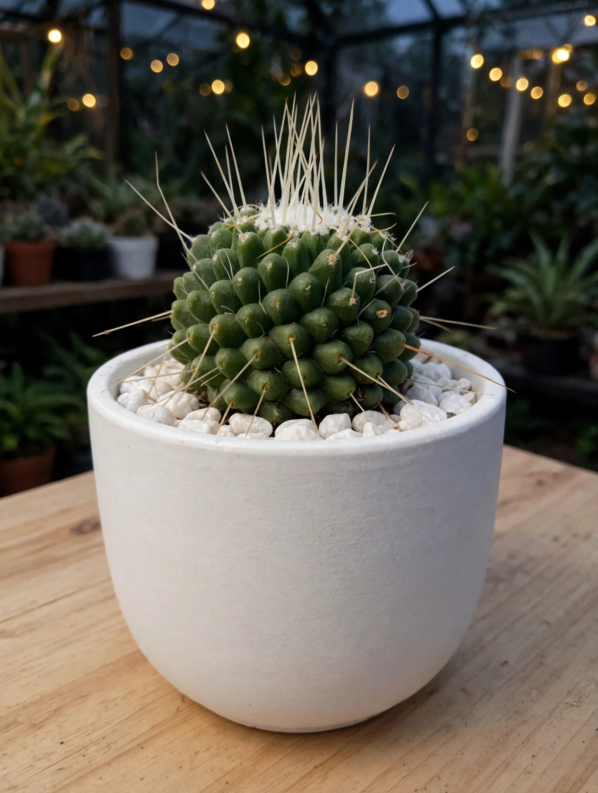 Mammillaria Obconella (Bare Rooted)