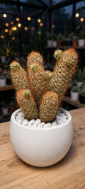Mammillaria Eongata