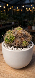 Mammillaria Camptotricha (bare Rooted)
