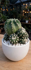 Echinopsis Subdenudata (Bare Rooted)