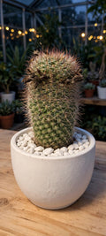 Coryphantha Cornifera (Bare Rooted)