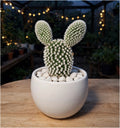 Bunny Ear White Cactus (Bare Rooted)