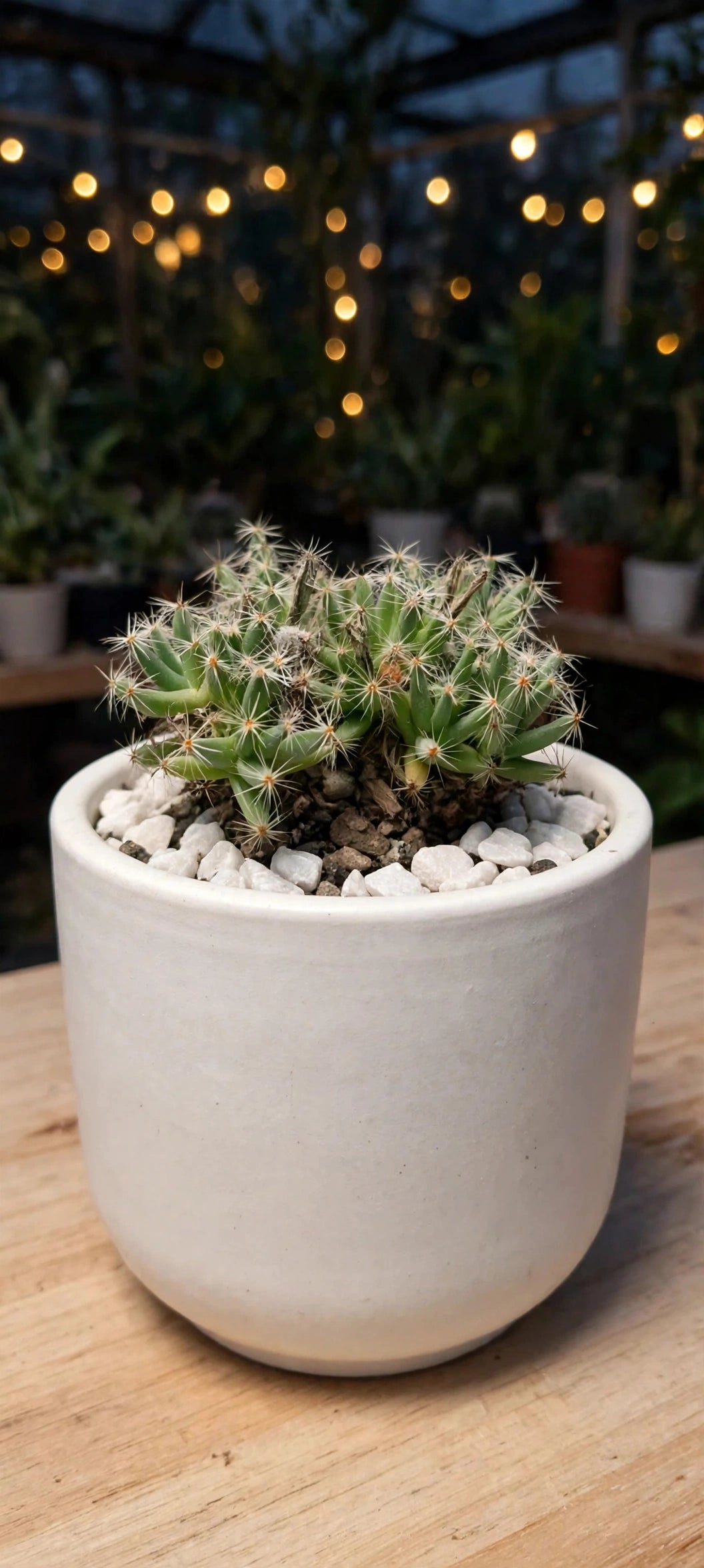 Trichodiadema Densum (Bare Rooted)