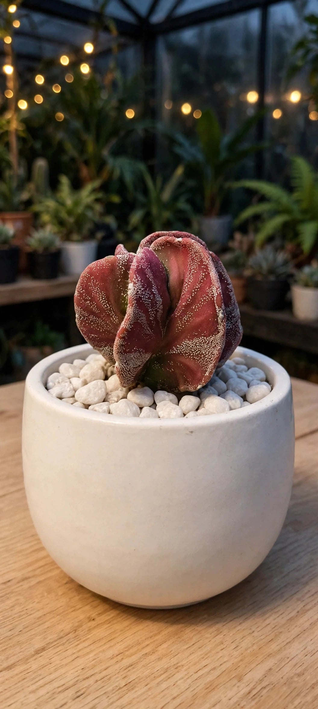 Pinguicula agnata 'Red Leaf' (Bare Rooted)