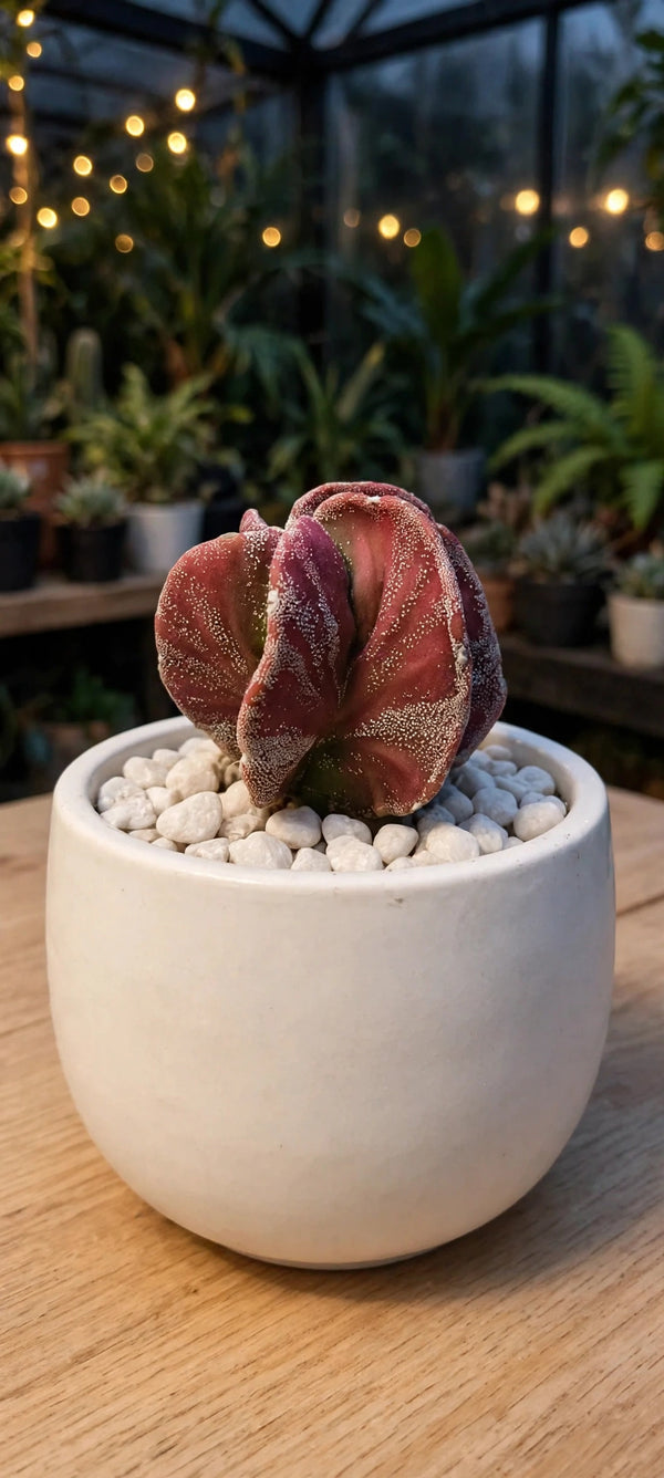 Pinguicula agnata 'Red Leaf' (Bare Rooted)