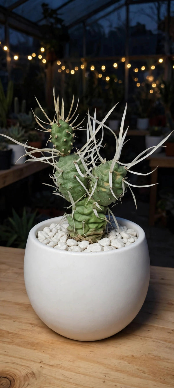Paper Spine Cactus (Bare Rooted)