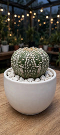 Astrophytum asterias (Bare Rooted)