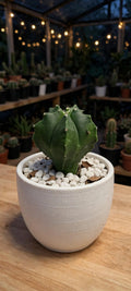 Astrophytum myriostigma  (Bare Rooted)