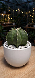 Astrophytum Myriostigma Cactus (Bare Rooted)