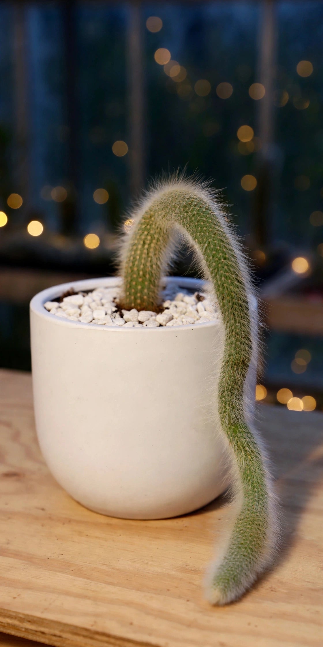 Monkey tail (Bare Rooted)