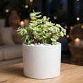 Yellow Elephant Bush (Bare Rooted)