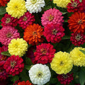 zinnia Flowering (Hybrid Seeds)